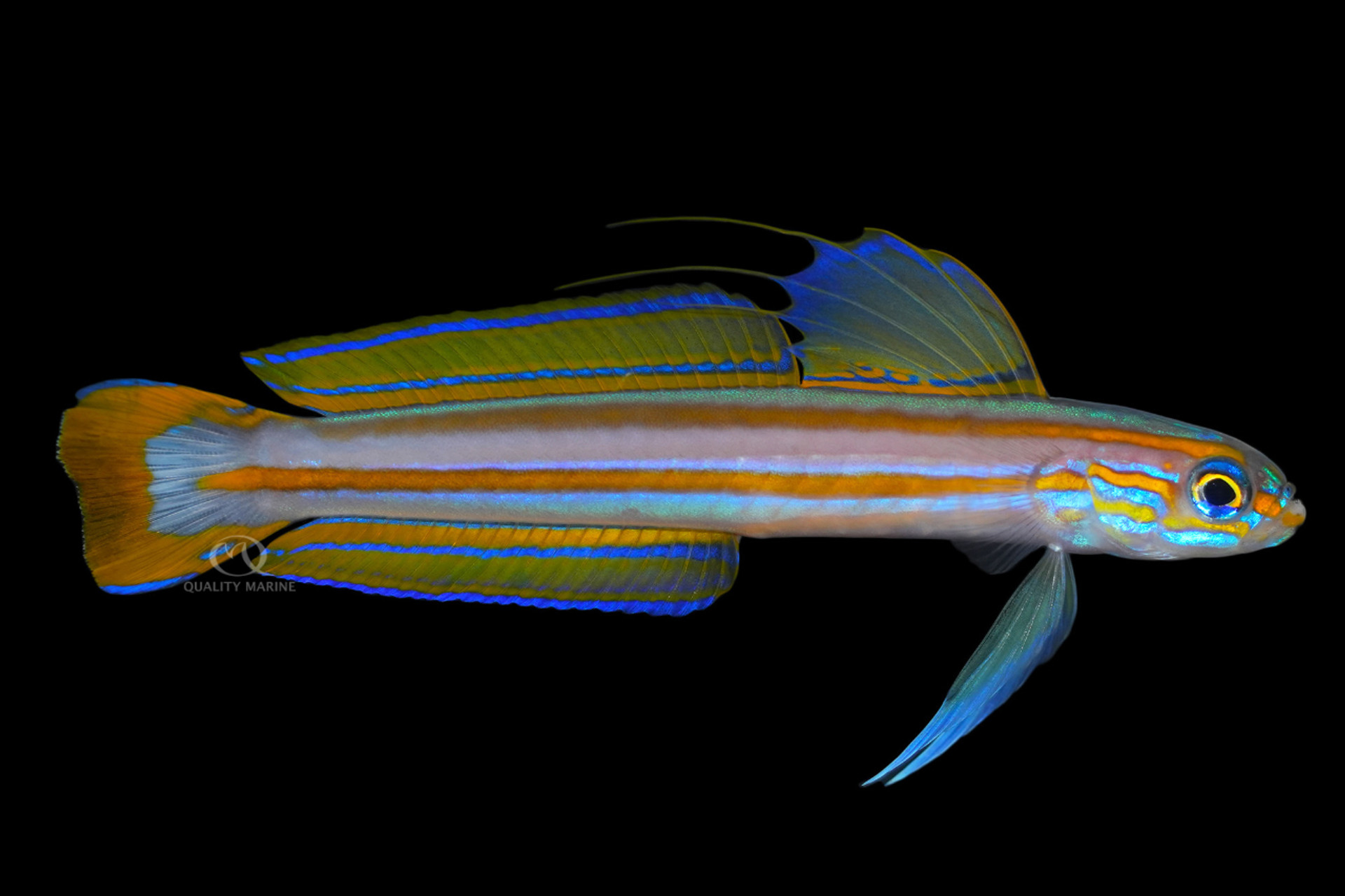 More Dart Than Worm thumbnail image