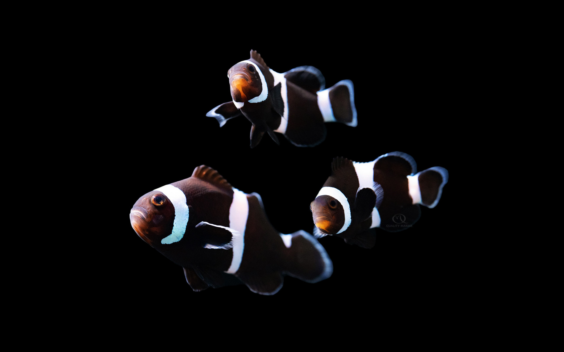 Aquacultured Darwin Clowns  thumbnail image