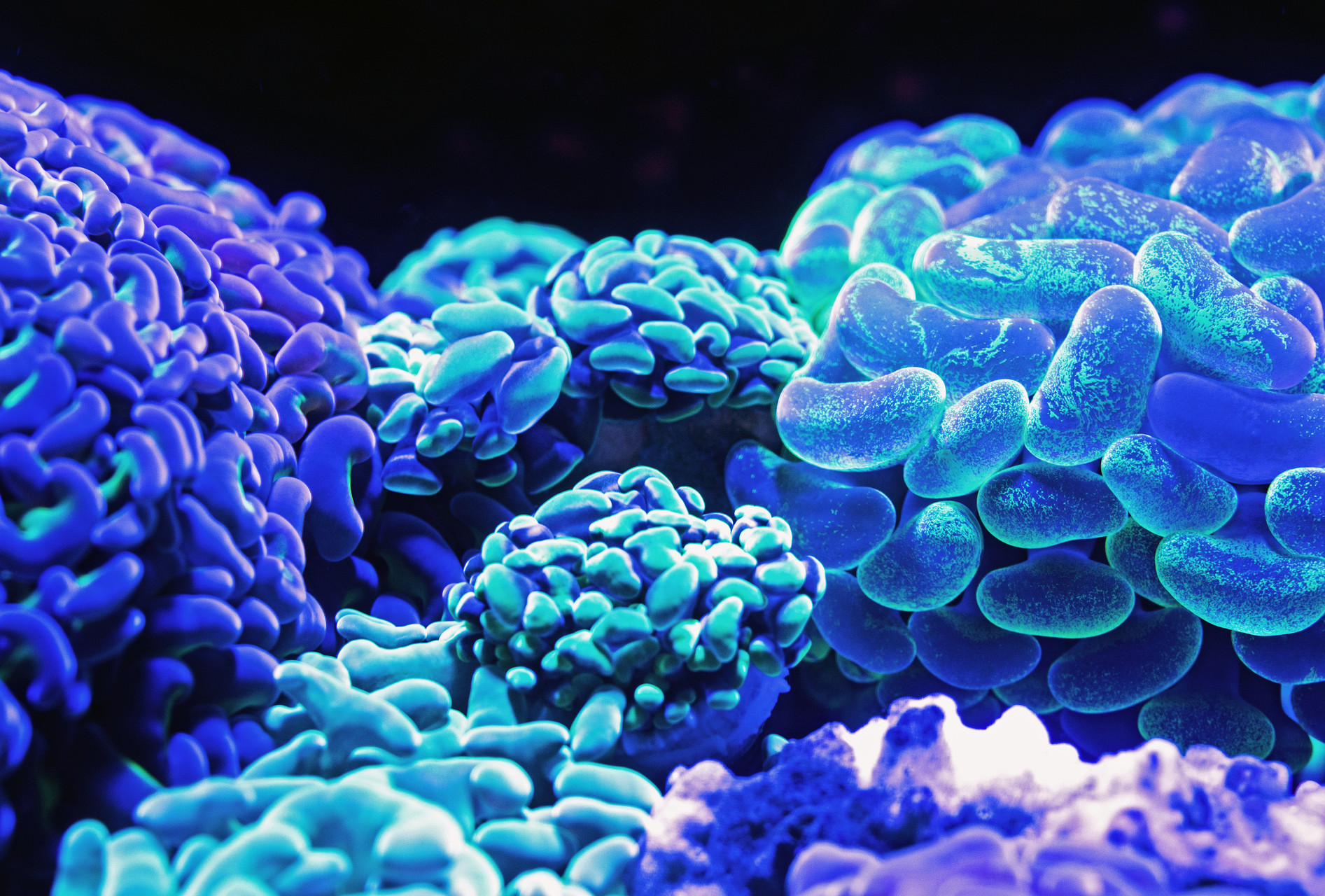 Fluorescent Coral