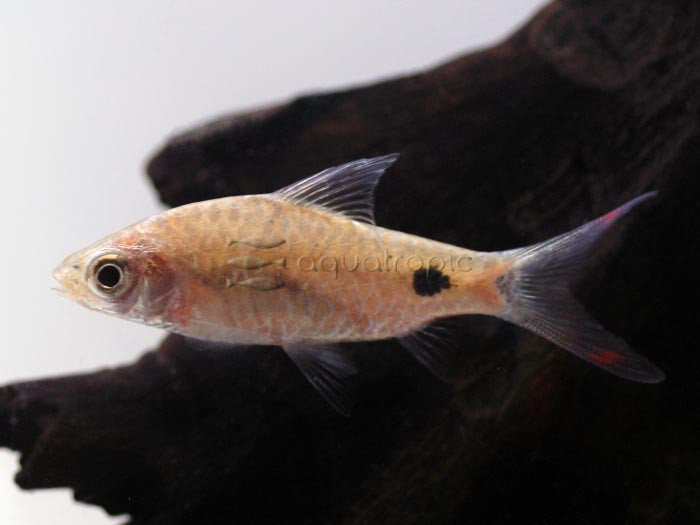 Big, Beautiful Dawkinsia Barbs thumbnail image