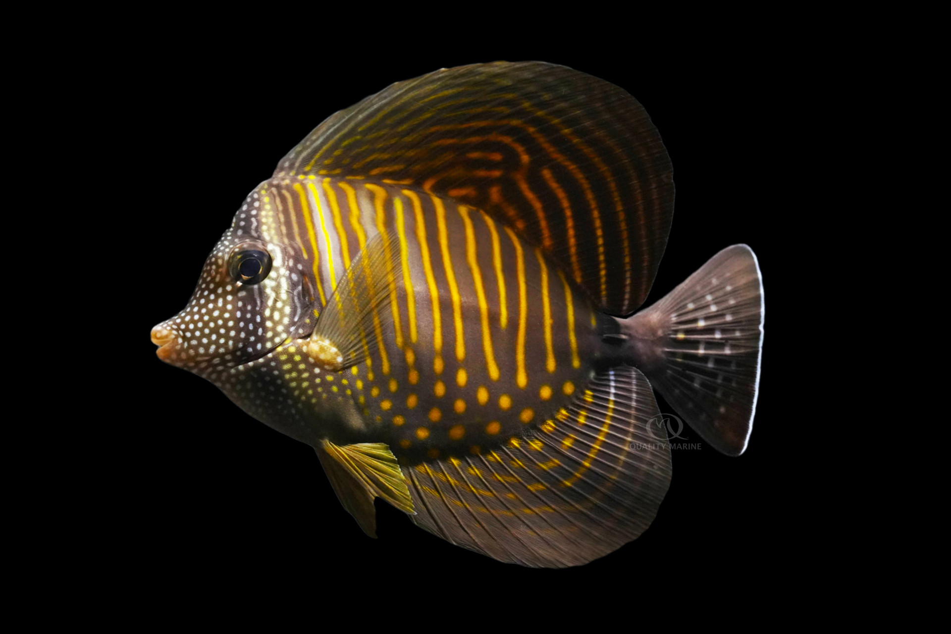 The Red Sea or Desjardinii Stunner thumbnail image