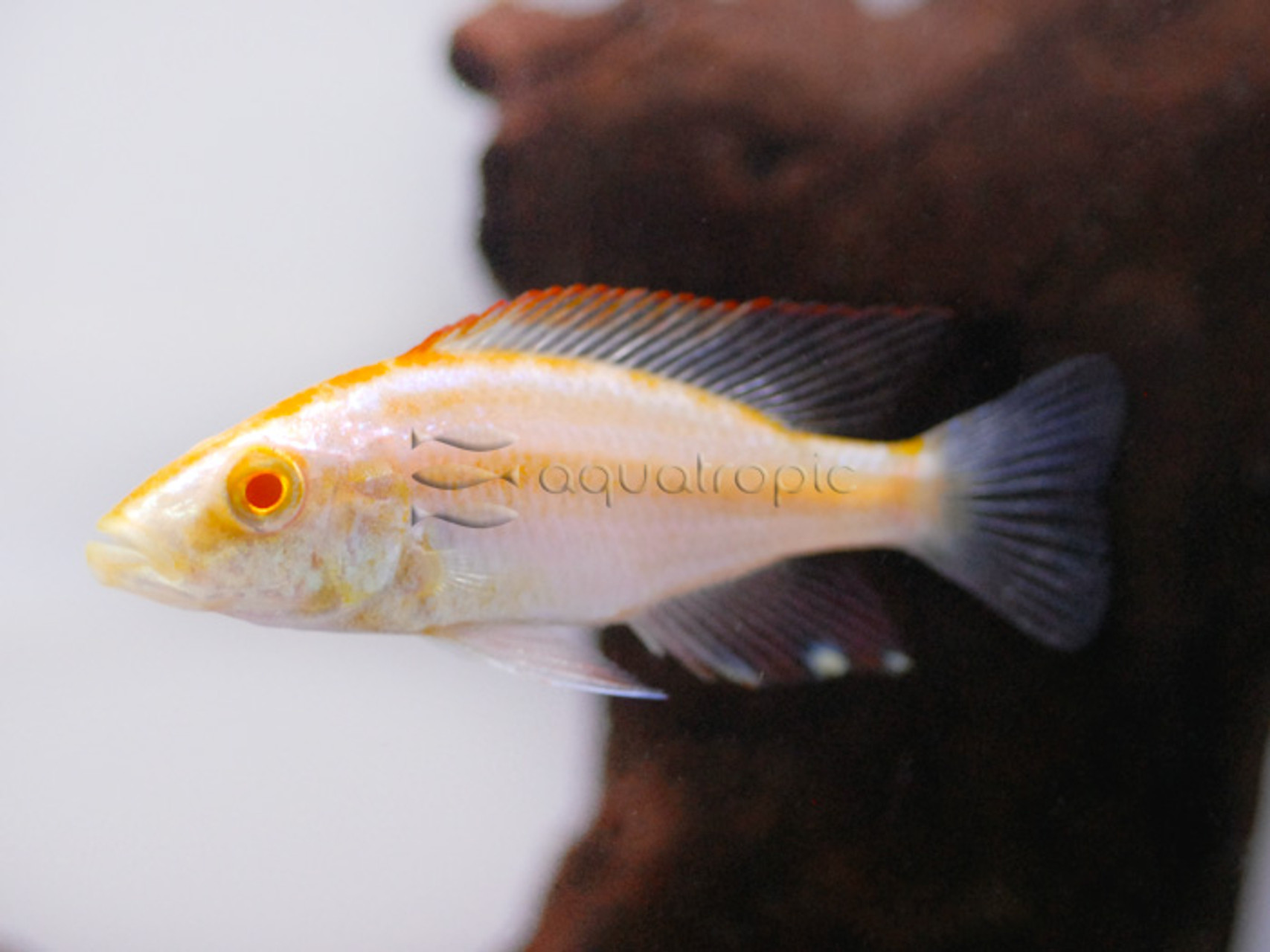 albino compressiceps cichlid