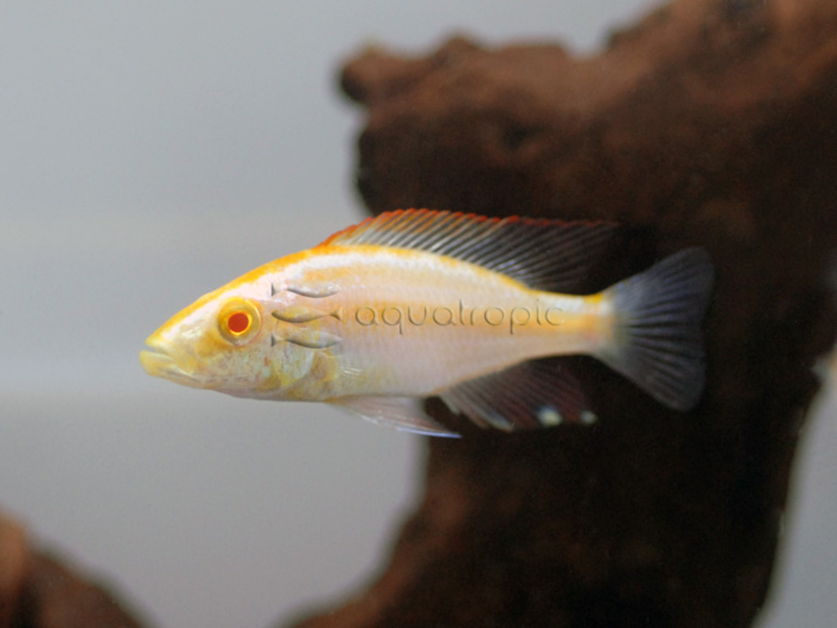 Malawi Eyebiter (Dimidiochromis compressiceps) thumbnail image