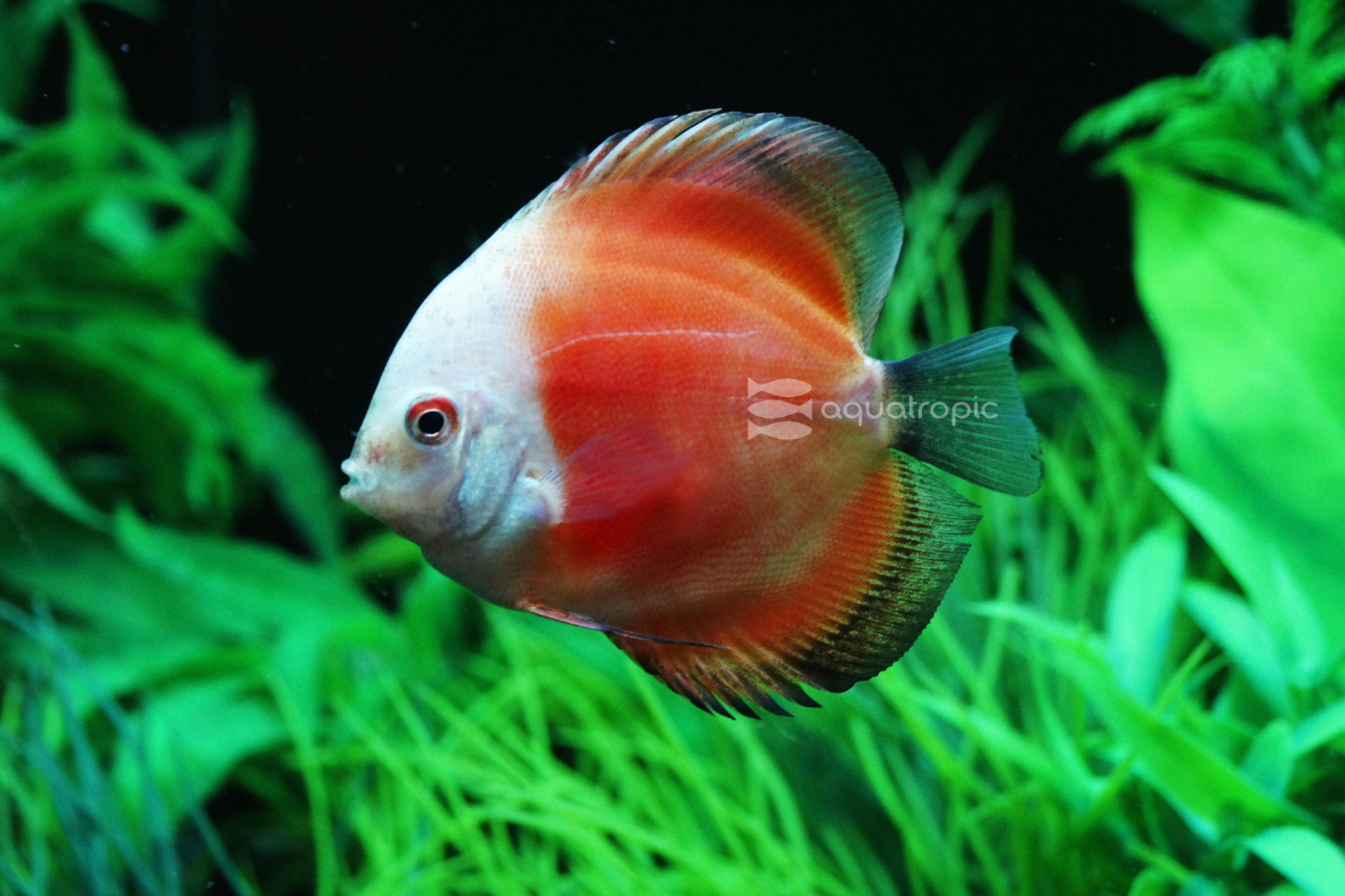 Starting Sympysodon thumbnail image