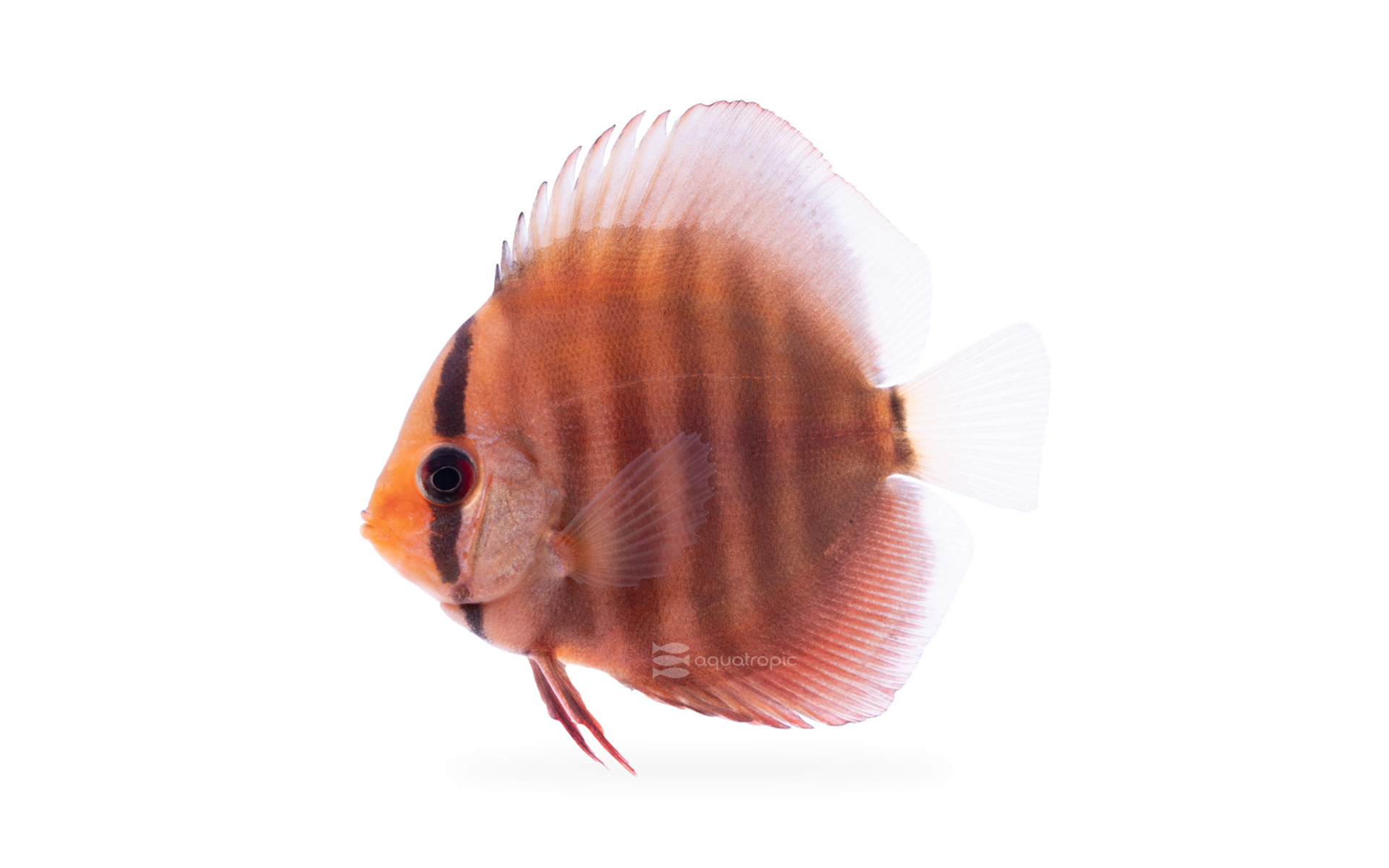 red turquoise discus babies