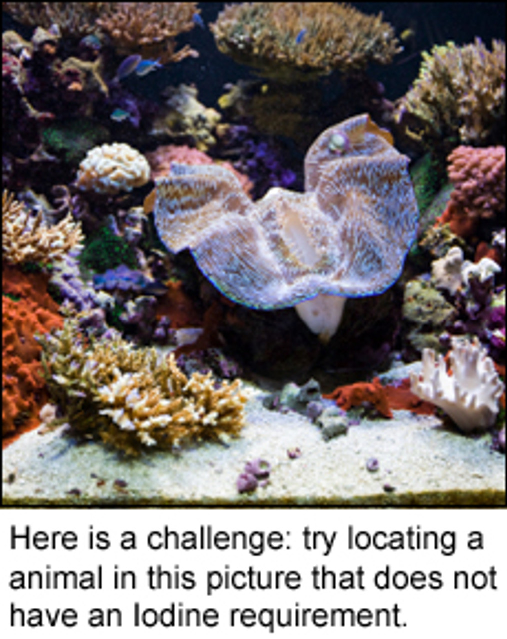 Conservation Corner thumbnail image