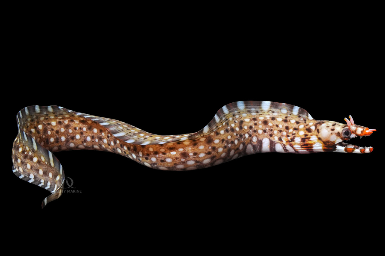 Dragon Eel thumbnail image