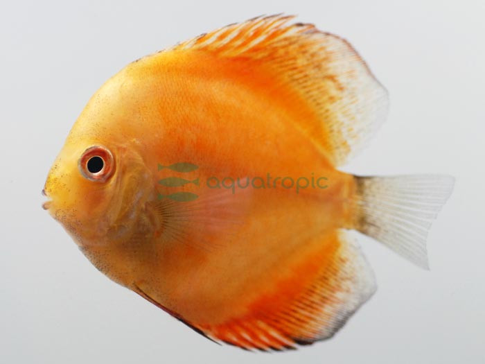 Brilliant Gold Discus (Symphysodon aequifasciatus) thumbnail image