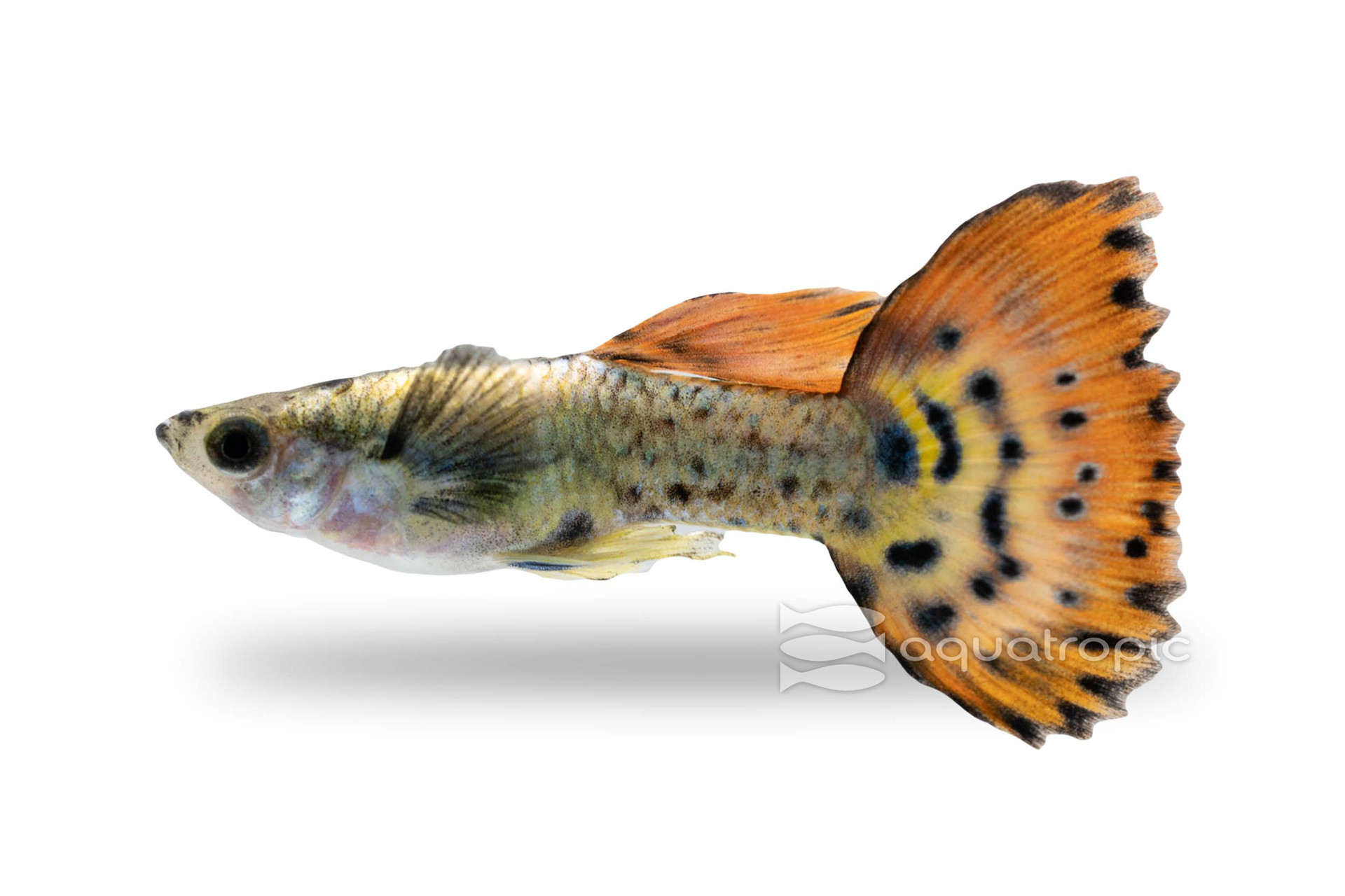 Guppy Love thumbnail image
