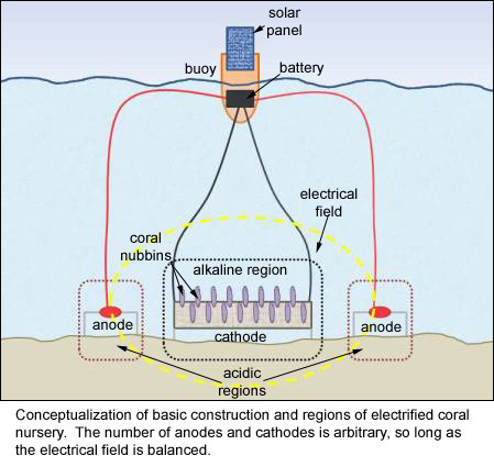 Electricity and the Reef, A Shocking Way to Repair Coral Ecosystems PART 2 thumbnail image