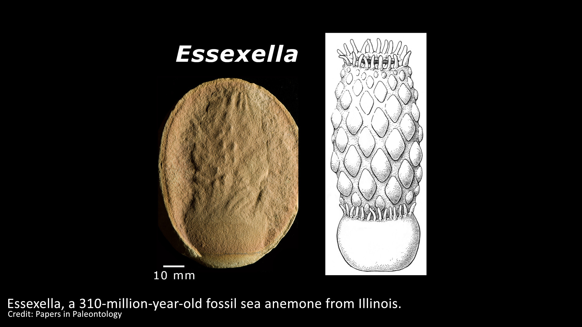 Paleontologists flip the script on anemone fossils thumbnail image
