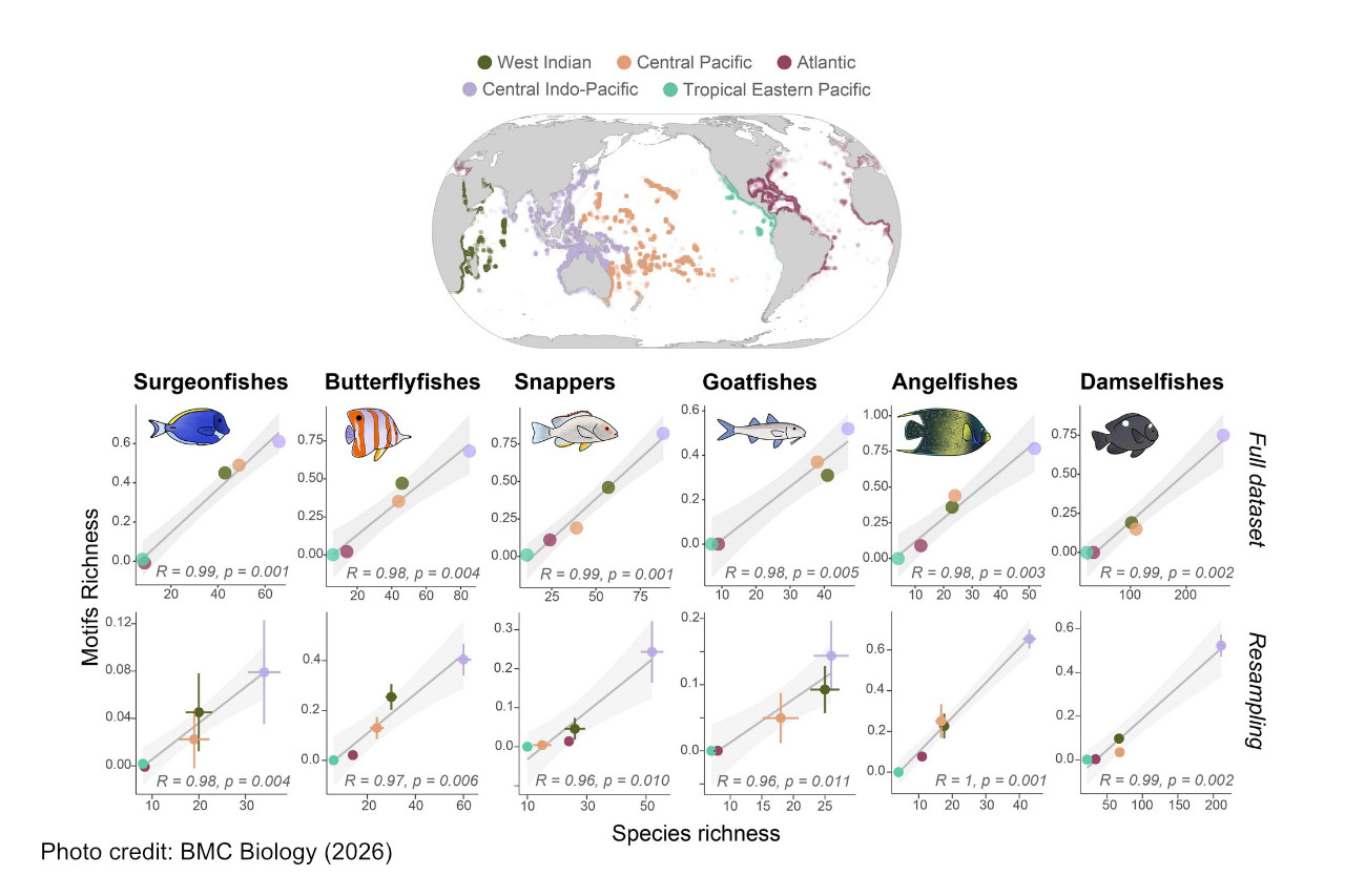 How evolution shapes color diversity in coral reef fish thumbnail image