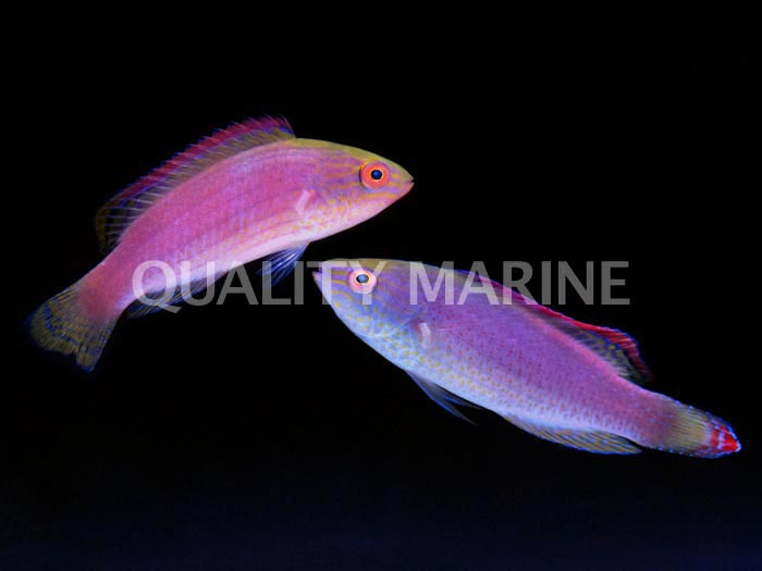 Pink Margin Fairy Wrasse (Cirrhilabrus rubrimarginatus) thumbnail image
