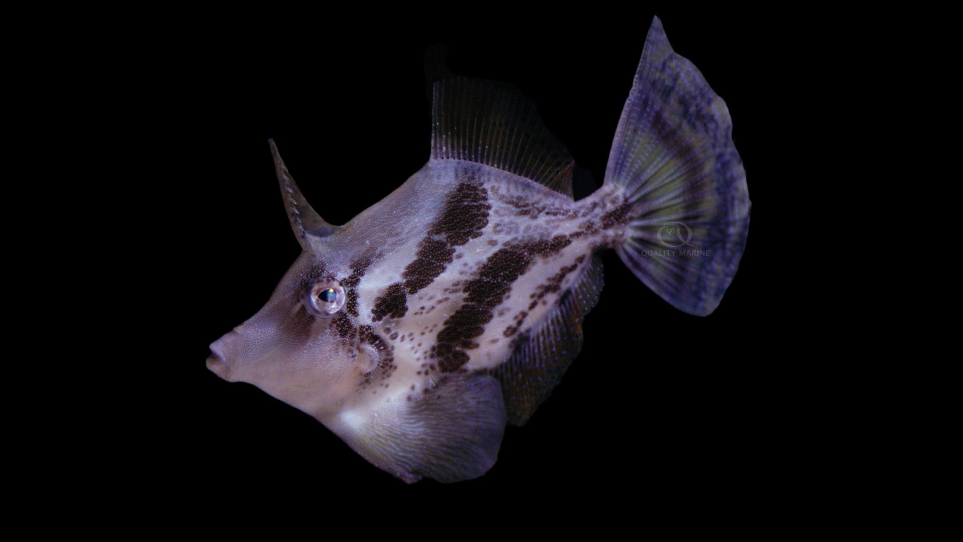 Fan Bellied Leatherjacket Filefish thumbnail image