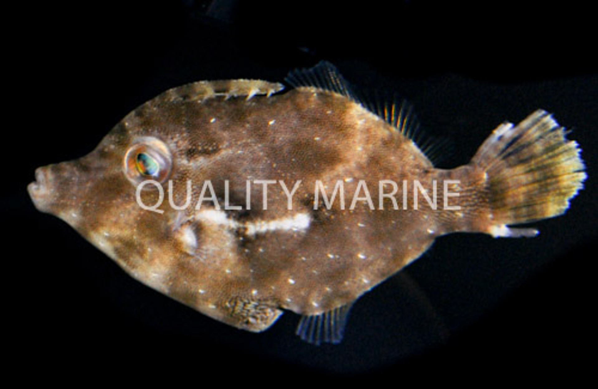 Cute and Useful: The Matted "Aiptasia-eating" Filefish thumbnail image