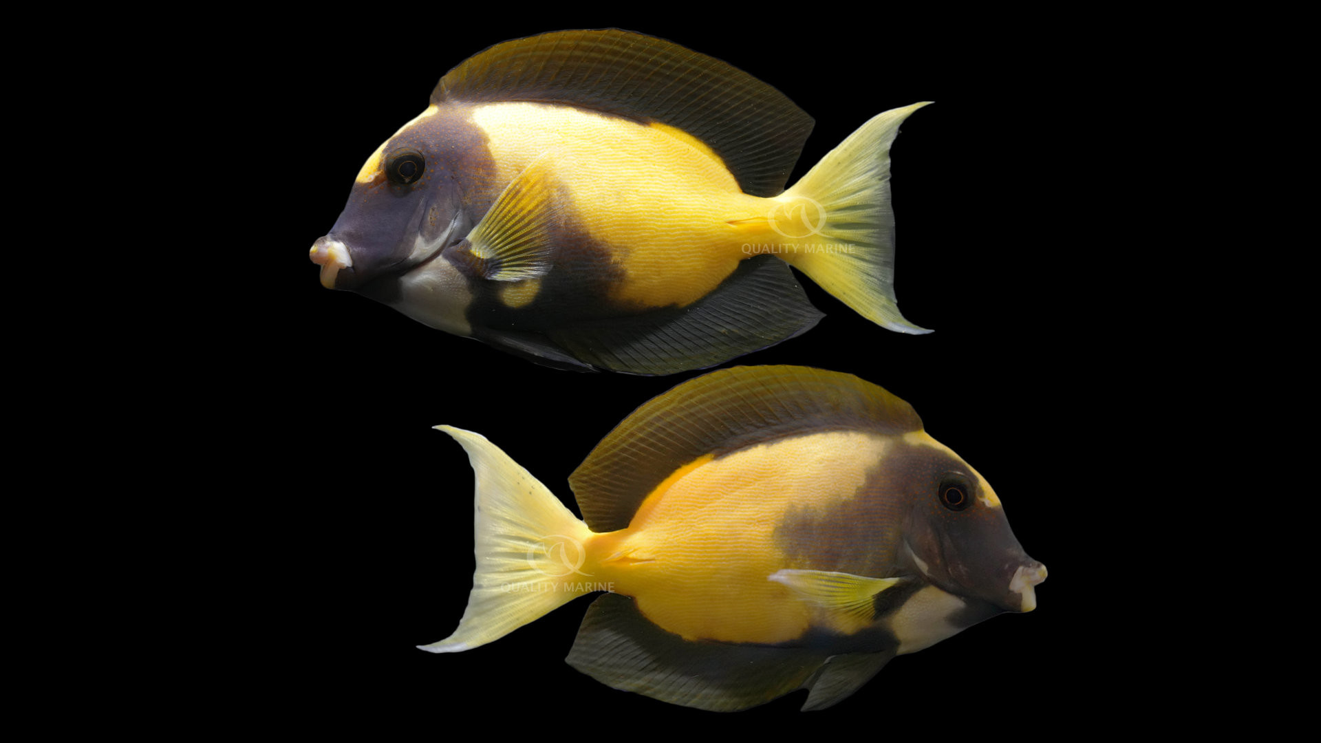 Fine-Linned Bristletooth Aberrant Tang thumbnail image