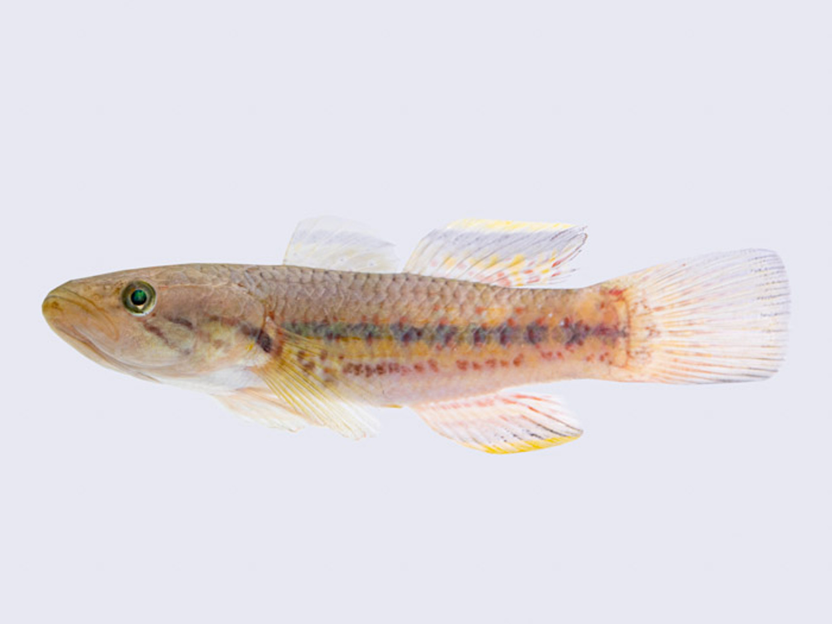 sleeper goby