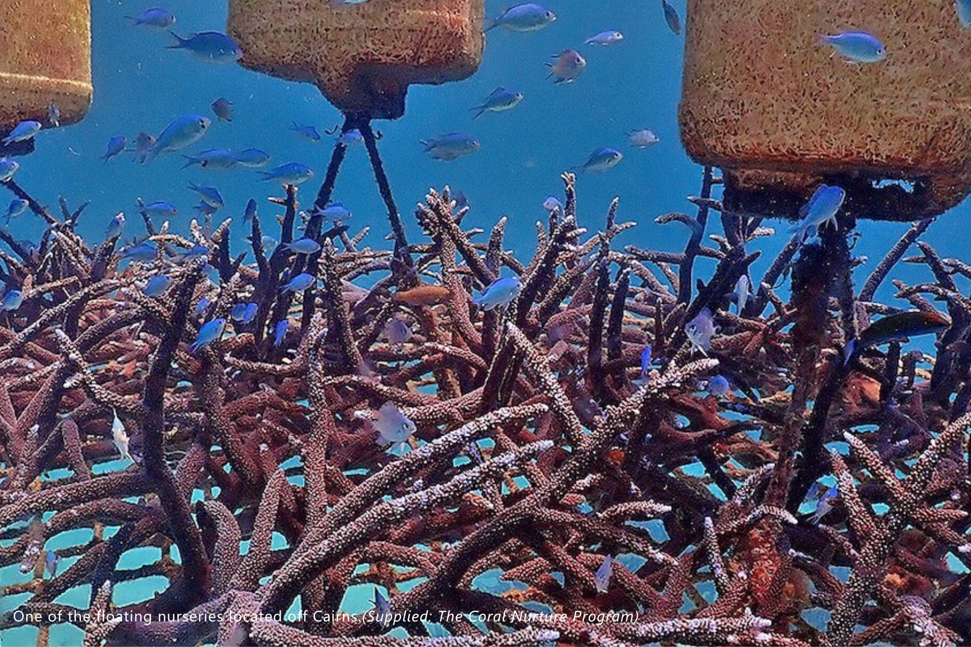 Great Barrier Reef 'coral nurseries' show early signs of success thumbnail image