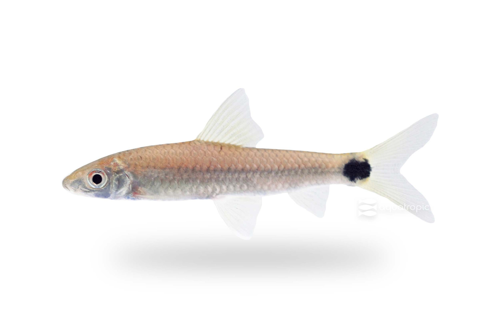 One Foxy Algae Eater thumbnail image