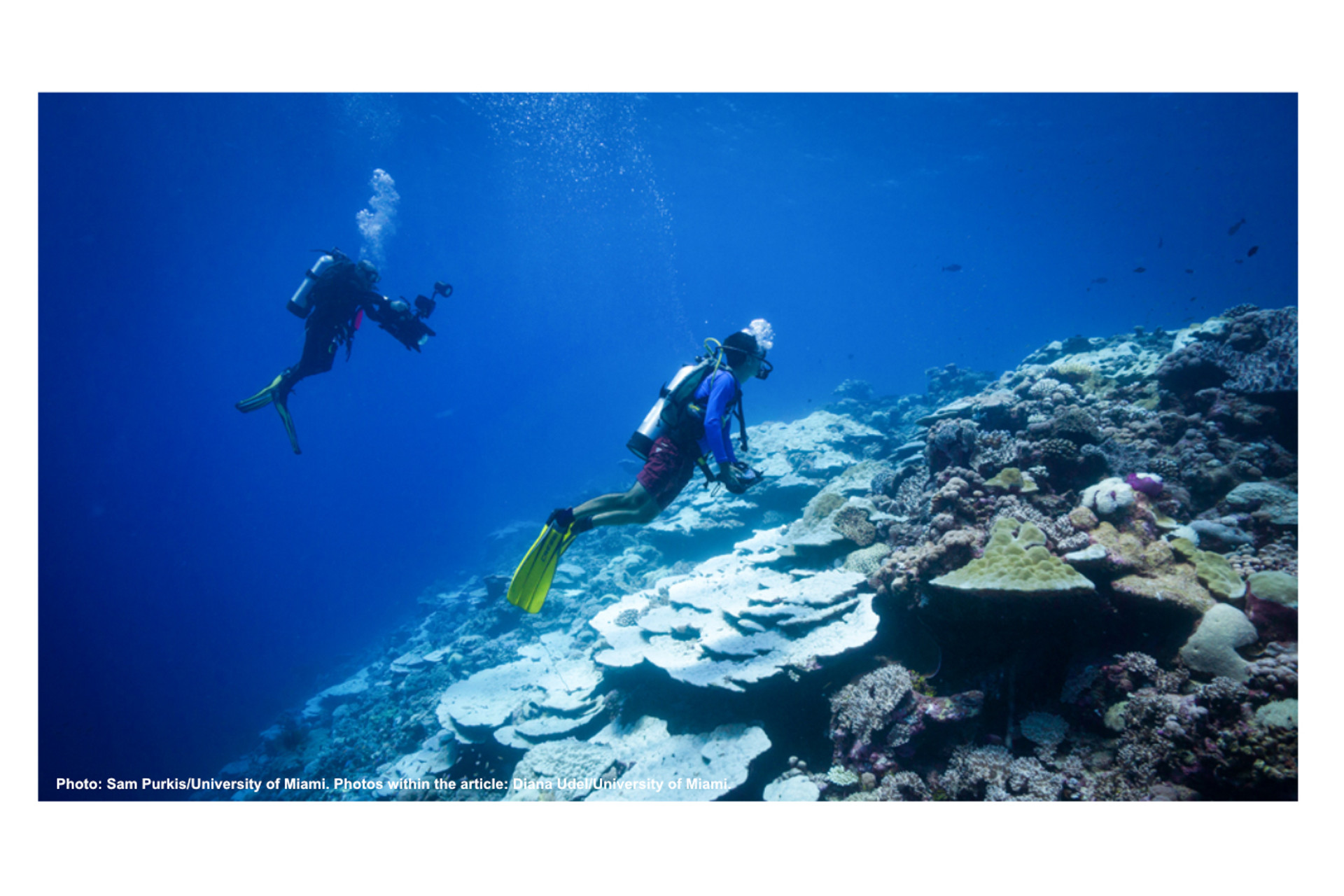 Researchers trace the health of coral reefs through tiny organisms thumbnail image