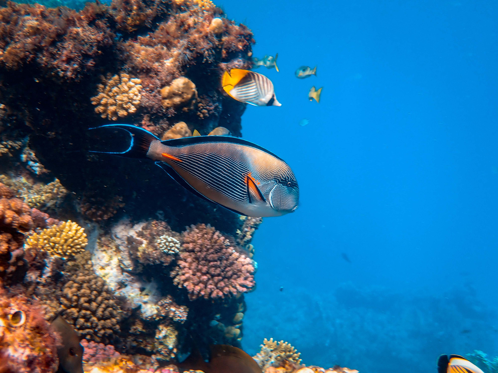 Revisited: What's Hot vs. What Your Aquarium Needs thumbnail image