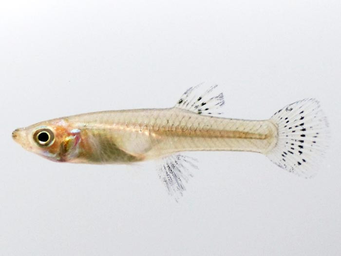 The Mosquitofish (Gambusia affinis) thumbnail image