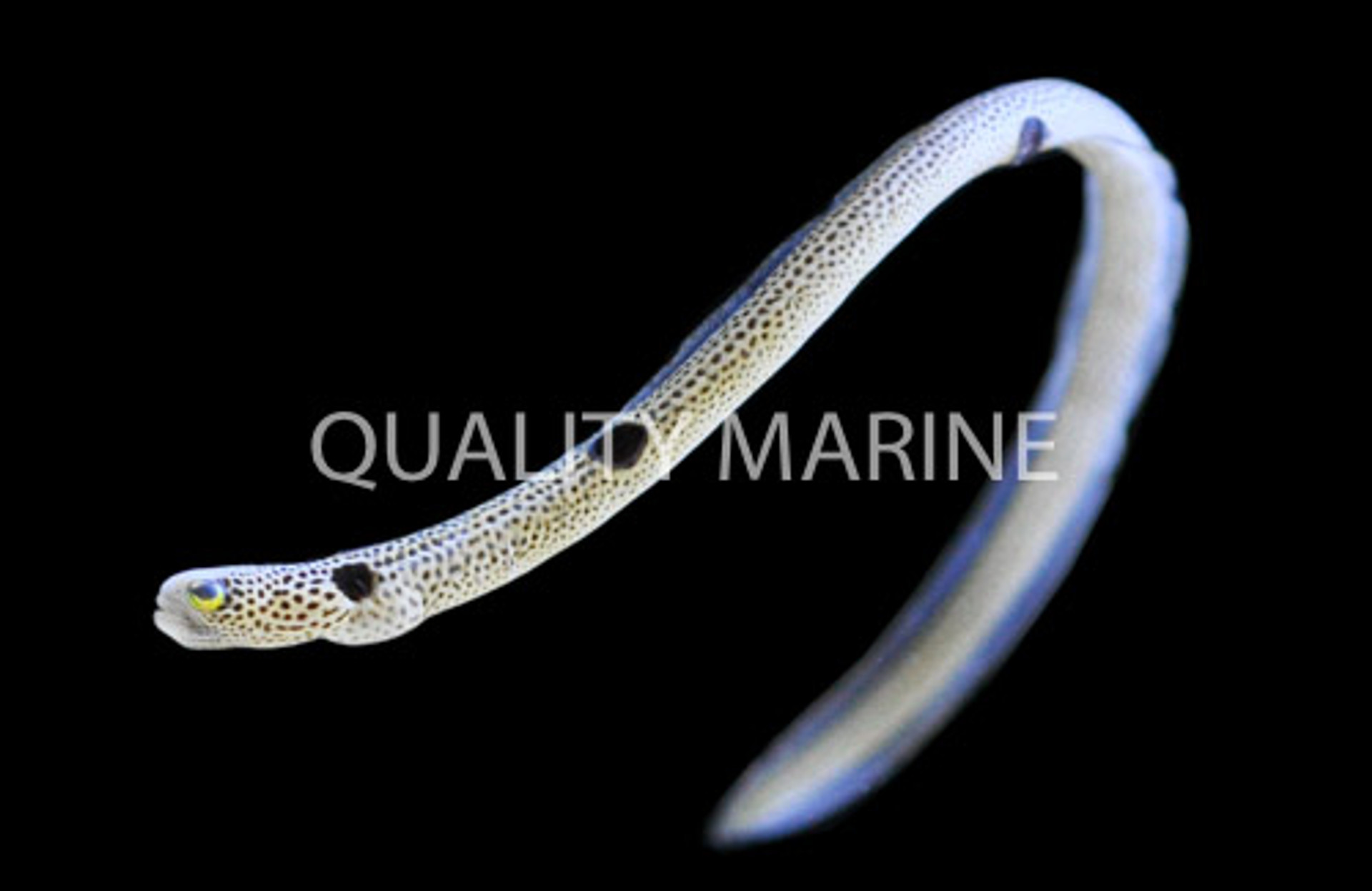The Garden Eel thumbnail image