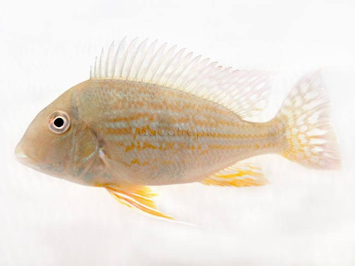 "Altifronos " Eartheater Cichlid (Geophagus altifrons) thumbnail image