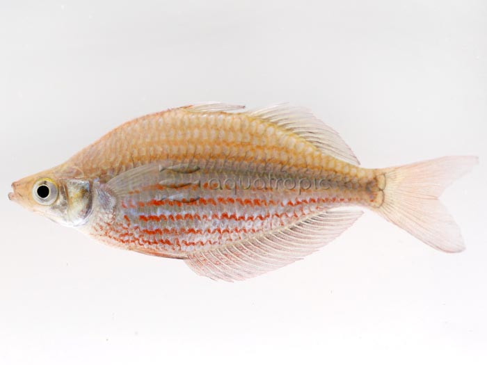Grimé Rainbowfish (Glossolepis dorityi) thumbnail image