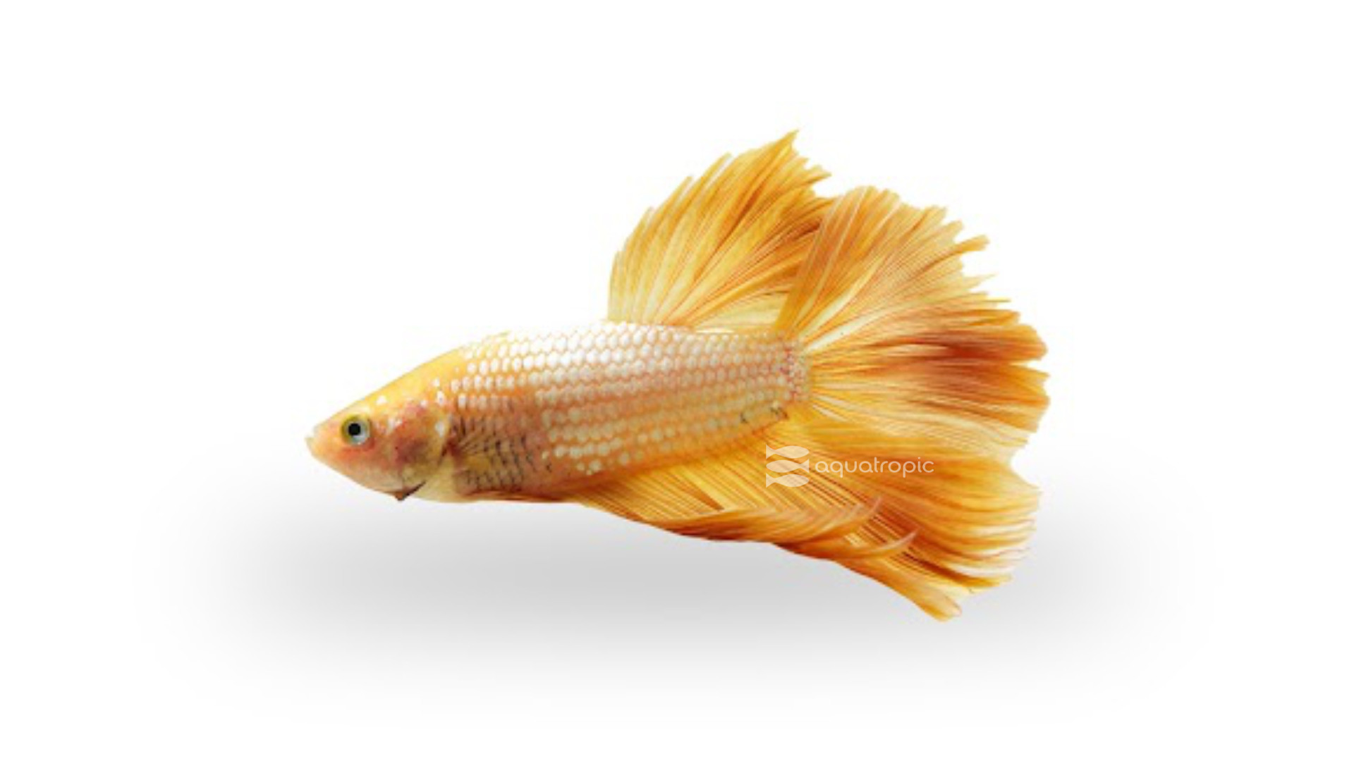 Male Golden Sunshine Betta thumbnail image