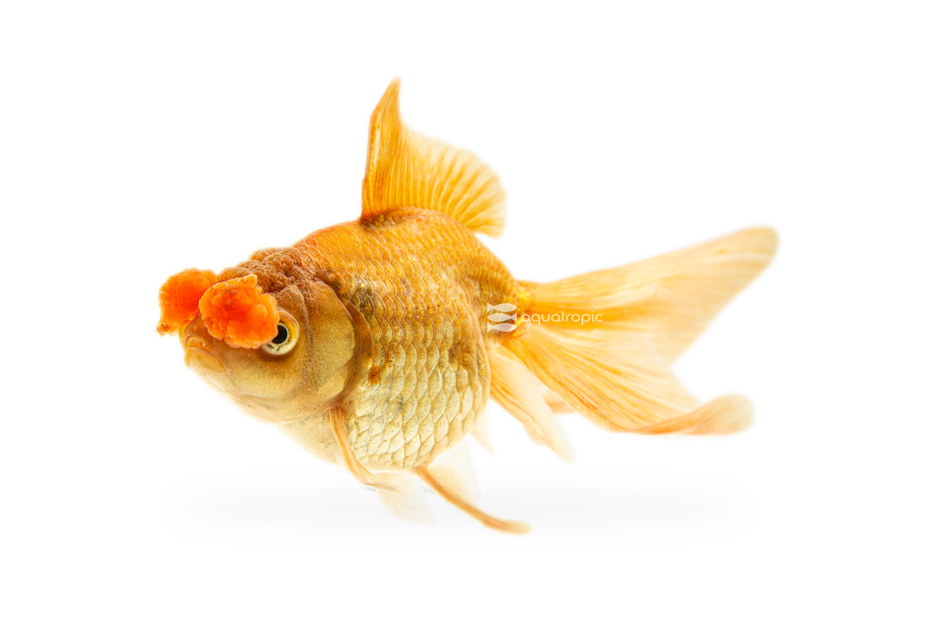 Goldfish Deserve Gold Medal Displays thumbnail image