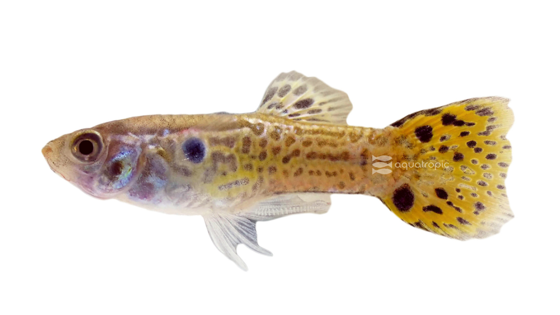 Green Cobra Guppy thumbnail image