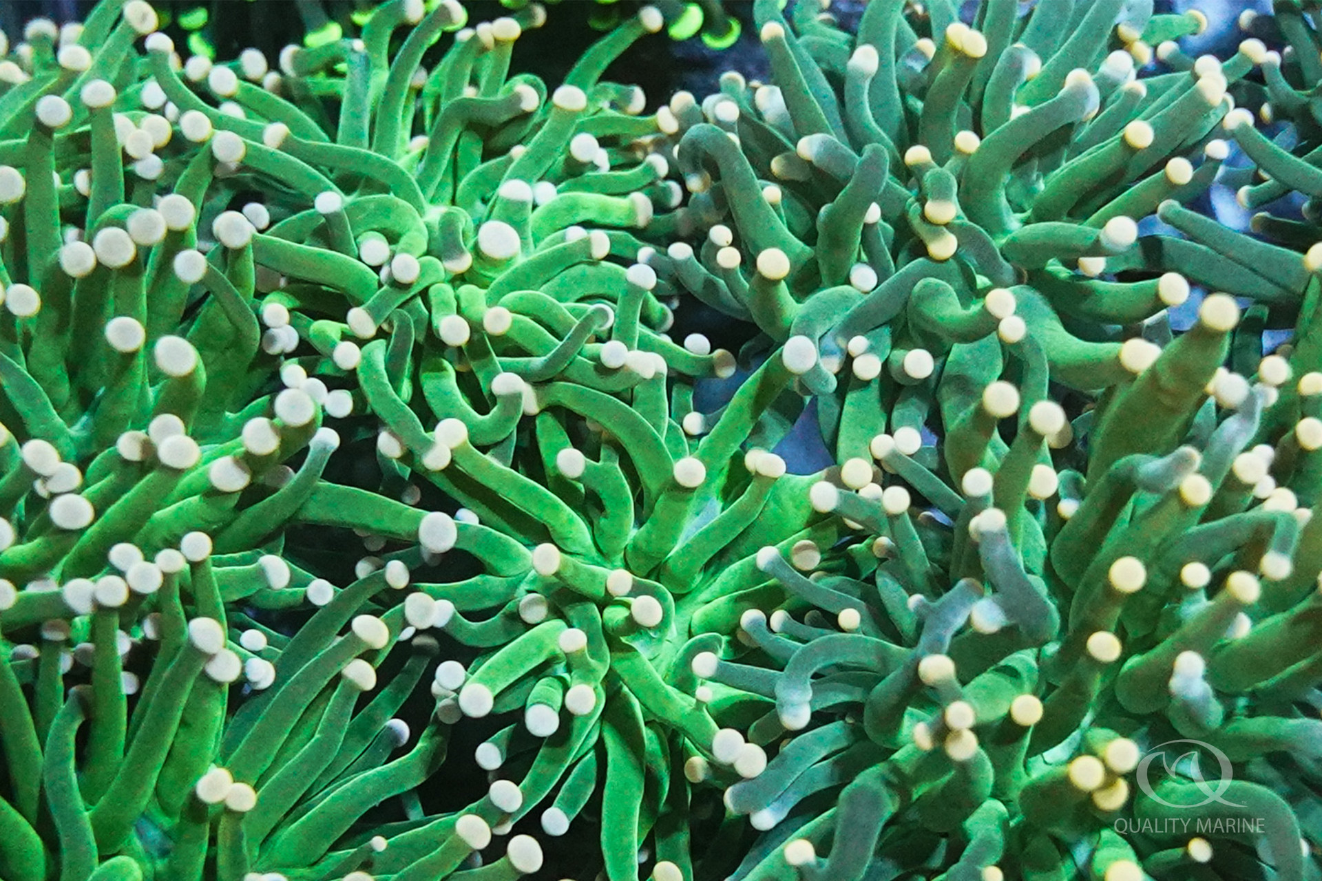 Green Torch Coral  thumbnail image