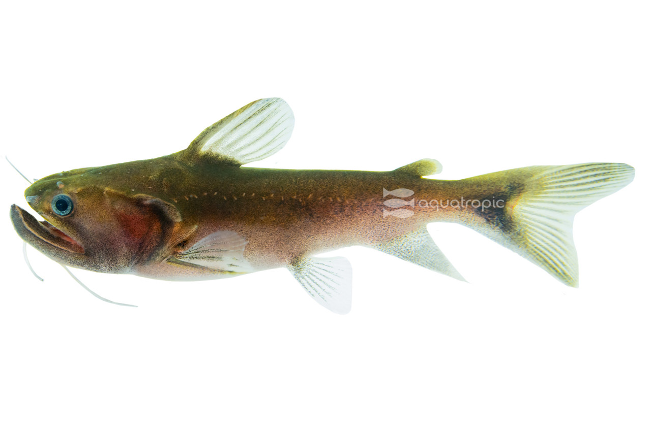 GULP thumbnail image