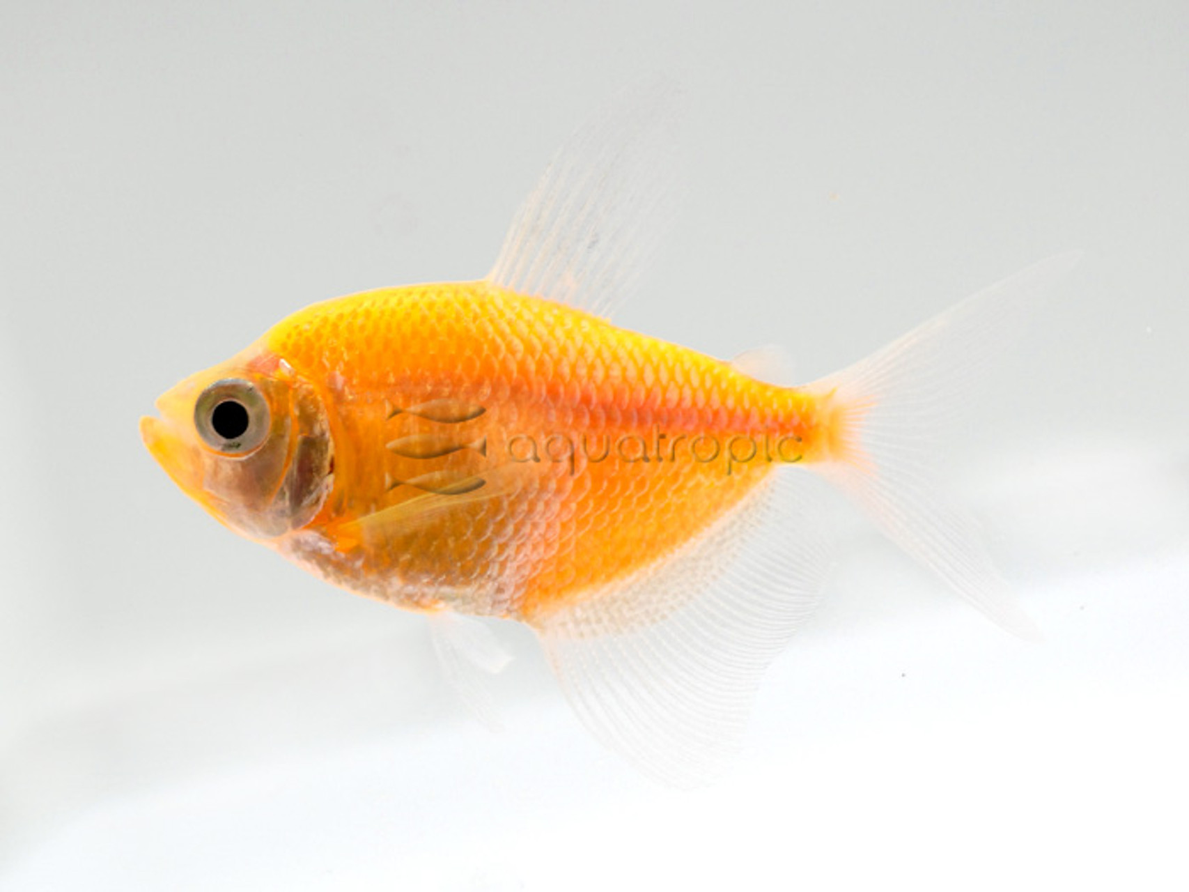 Sunburst Orange LFT Glofish (R) (Gymnocorymbus ternetzi) thumbnail image