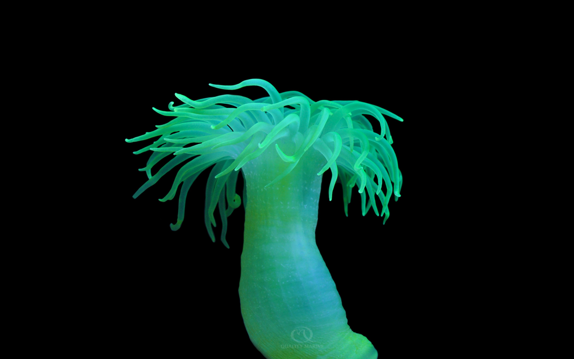 The Glowing Green Japanese Neon Nem thumbnail image