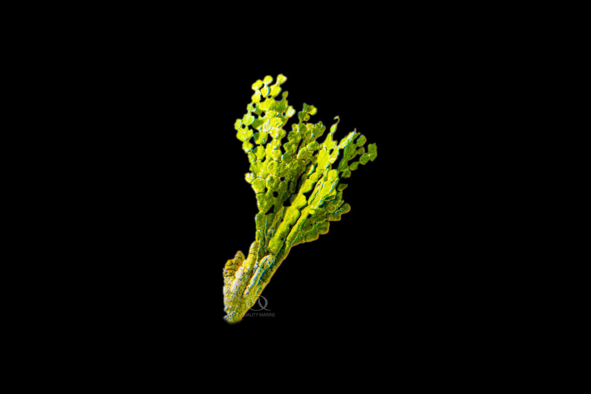 Six Different Algae and their uses thumbnail image