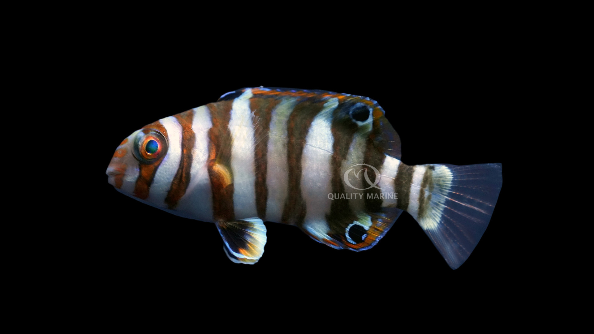 Aquacultured Harlequin Tuskfish  thumbnail image