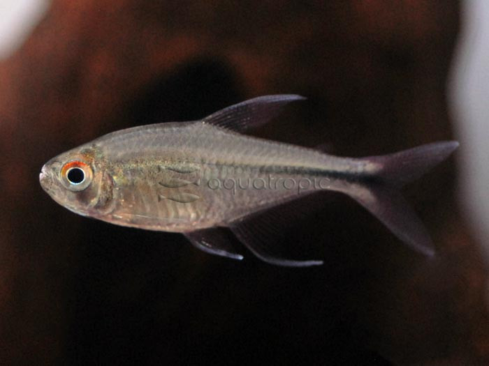 Phoenix Tetra (Hemigrammus filamentosus) thumbnail image