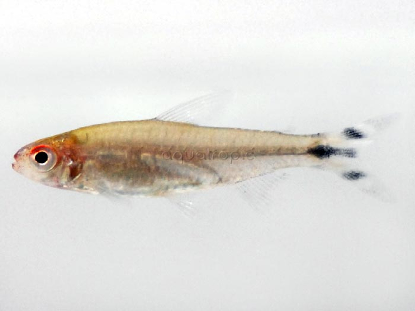 Rummynose Tetra (Hemigrammus bleheri) thumbnail image