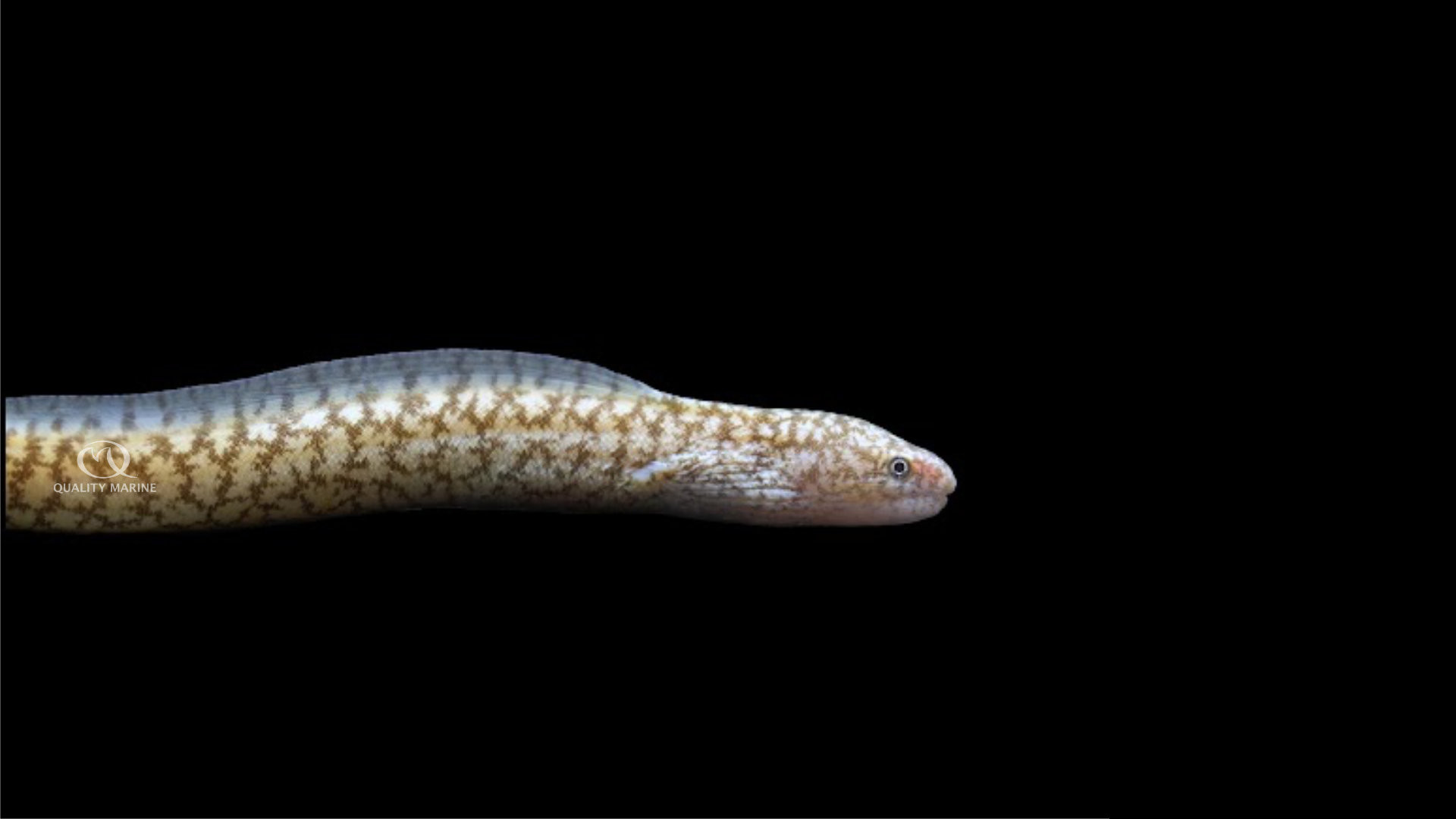 Highfin Moray Eel thumbnail image