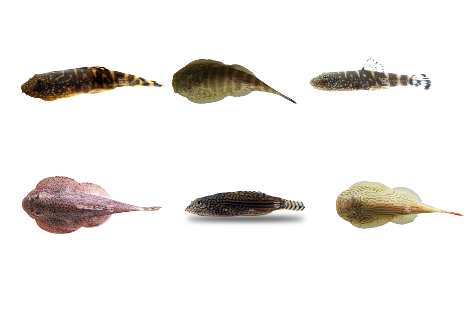 Heavenly Hillstreams thumbnail image