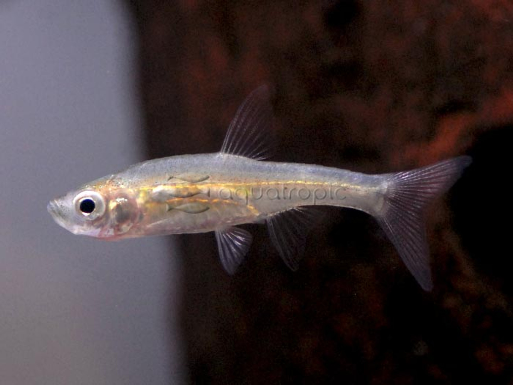 Glowlight Carplet (Horadandia atukorali) thumbnail image