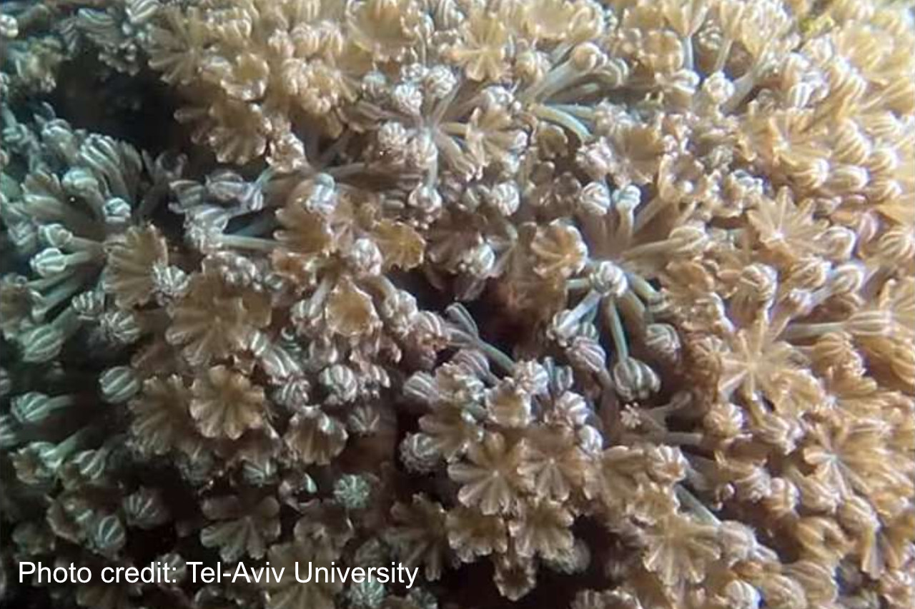 How a soft coral moves its tentacles in perfect synchronization without a brain thumbnail image
