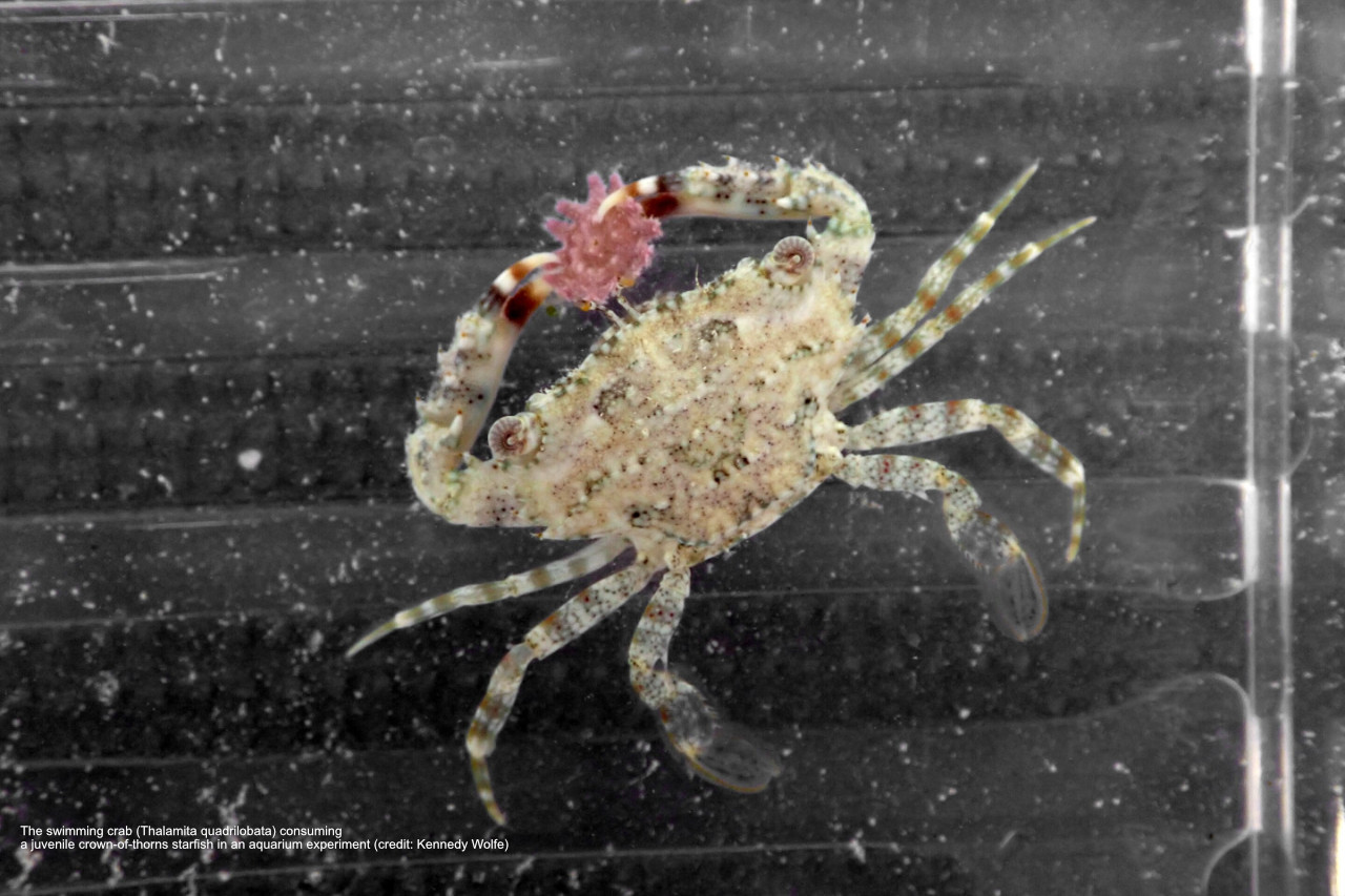 Hungry little crabs may help control coral-eating starfish numbers thumbnail image