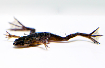 African Dwarf Frog (Hymenochirus curtipes) thumbnail image