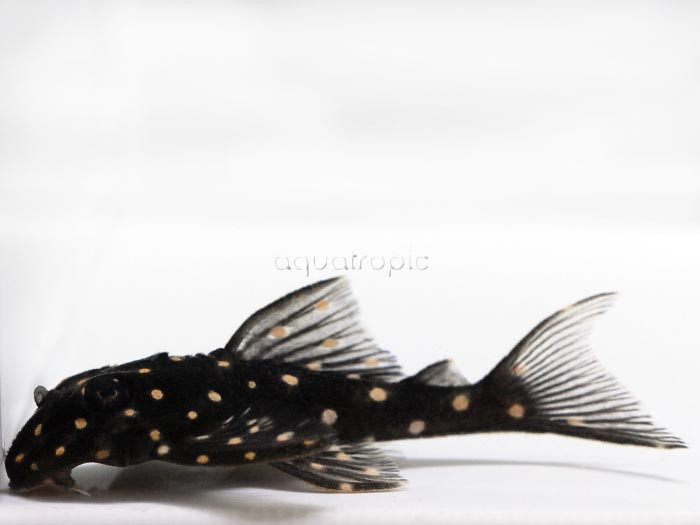 Snow Ball L-136B Plecos (Hypancisturs sp. L-139B) thumbnail image