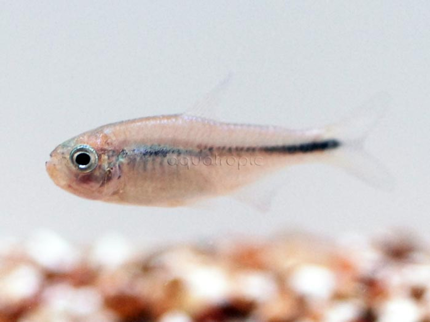Blue Ribbon Tetra (Hyphessobrycon sp.) thumbnail image