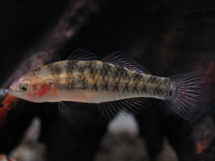 Empire Gudgeon (Hypseleotris compressa) thumbnail image