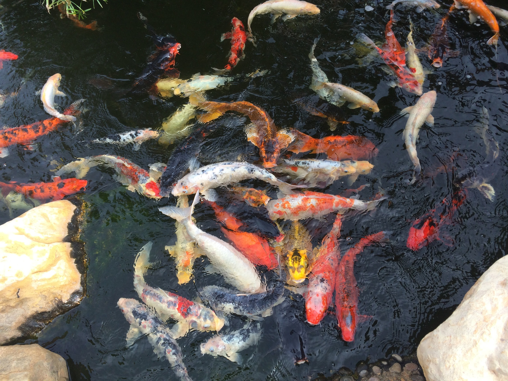 Revisited: Prepping Your Koi Pond thumbnail image
